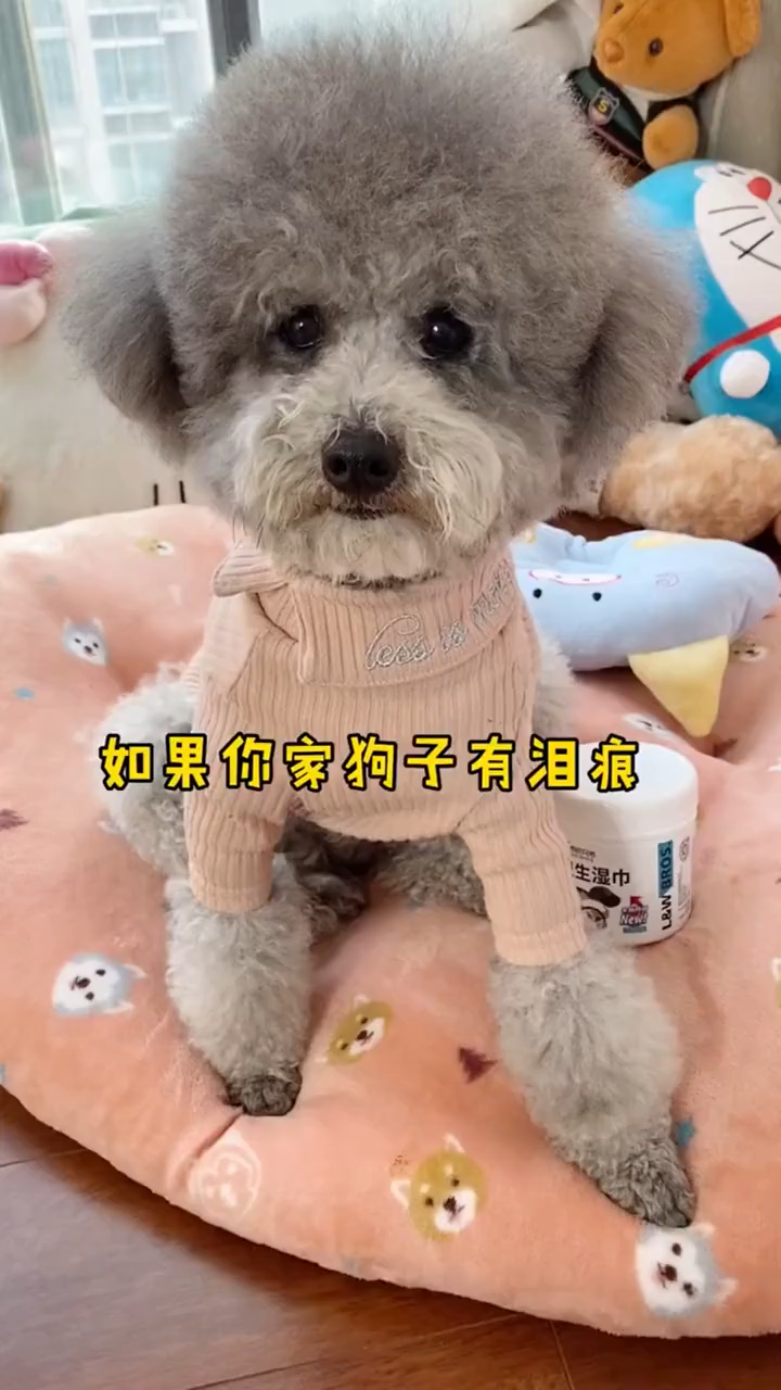 ?[SG] Pet Eye Wipes/ Pet Ear Wipes/ Stain Ear Blotch Remover Cat Dog Wipes/ Cleaning Wet Cotton Remover Gently Pet Wipe Tissue